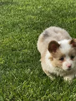 Fluffy Kramer, a male Pembroke Welsh Corgi for sale in Decatur, IL – 1 of 8