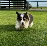 Scout fluffy, a male Pembroke Welsh Corgi for sale in Decatur, IL – 4 of 6