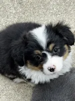 Clover, a female Pembroke Welsh Corgi for sale in Decatur, IL – 5 of 5