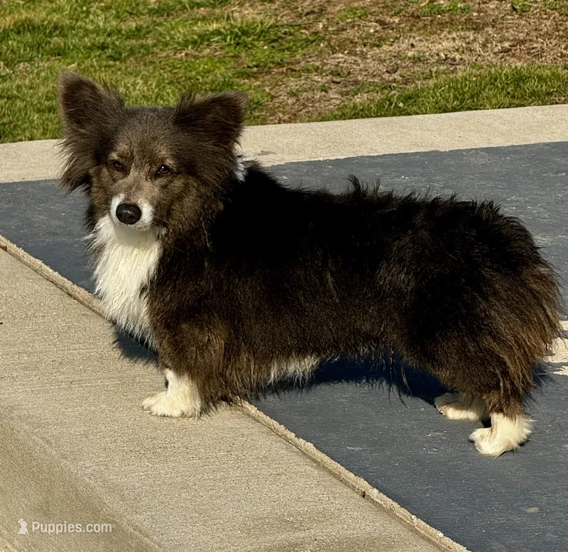 Blueberry – Pembroke Welsh Corgi puppy for sale in Decatur, IL