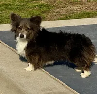 Blueberry, a female Pembroke Welsh Corgi for sale in Decatur, IL – 1 of 7