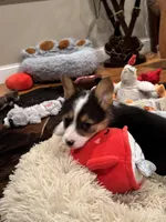 Skeeter, a female Pembroke Welsh Corgi for sale in Decatur, IL – Photo 5 of 8