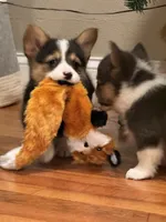 Skeeter, a female Pembroke Welsh Corgi for sale in Decatur, IL – Photo 2 of 8