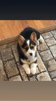 Skeeter, a female Pembroke Welsh Corgi for sale in Decatur, IL – Photo 1 of 8