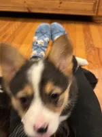 Skeeter, a female Pembroke Welsh Corgi for sale in Decatur, IL – Photo 7 of 8