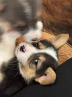 Skeeter, a female Pembroke Welsh Corgi for sale in Decatur, IL – Photo 8 of 8