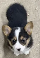 Skeeter, a female Pembroke Welsh Corgi for sale in Decatur, IL – Photo 6 of 8