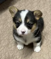 Skeeter, a female Pembroke Welsh Corgi for sale in Decatur, IL – Photo 4 of 8