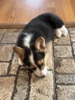 Skeeter, a female Pembroke Welsh Corgi for sale in Decatur, IL – Photo 3 of 8