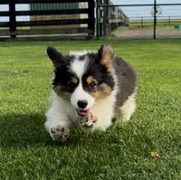 Scout fluffy, a male Pembroke Welsh Corgi for sale in Decatur, IL – 3 of 6