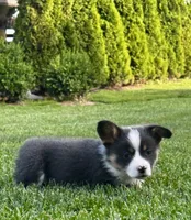 Chester, a male Pembroke Welsh Corgi for sale in Decatur, IL – 2 of 6