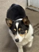 Waffles, a female Pembroke Welsh Corgi for sale in Decatur, IL – Photo 1 of 2