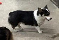 Waffles, a female Pembroke Welsh Corgi for sale in Decatur, IL – Photo 2 of 2