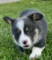 Chester, a male Pembroke Welsh Corgi for sale in Decatur, IL – 4 of 6