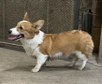 Phoebe, a female Pembroke Welsh Corgi for sale in Decatur, IL – 3 of 6