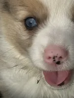 Fluffy Kramer, a male Pembroke Welsh Corgi for sale in Decatur, IL – 4 of 8