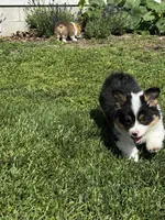 Clover, a female Pembroke Welsh Corgi for sale in Decatur, IL – 2 of 5