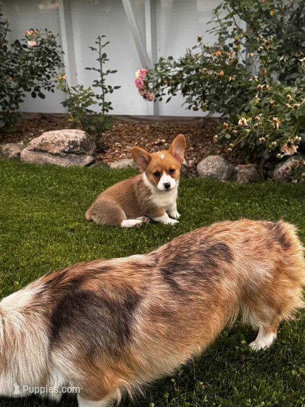 Teddy – Cardigan Welsh Corgi, Pembroke Welsh Corgi puppy for sale in Decatur, IL