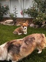 Teddy, a male Cardigan Welsh Corgi and Pembroke Welsh Corgi for sale in Decatur, IL – 1 of 5