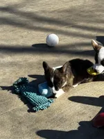 Emmie, a male Cardigan Welsh Corgi and Pembroke Welsh Corgi for sale in Decatur, IL – Photo 2 of 3