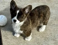 Emmie, a male Cardigan Welsh Corgi and Pembroke Welsh Corgi for sale in Decatur, IL – Photo 1 of 3