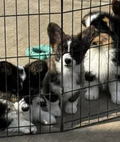 Emmie, a male Cardigan Welsh Corgi and Pembroke Welsh Corgi for sale in Decatur, IL – Photo 3 of 3