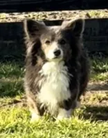 Blueberry, a female Pembroke Welsh Corgi for sale in Decatur, IL – 4 of 7