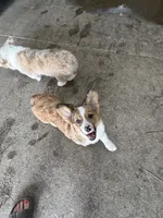 Phoebe, a female Cardigan Welsh Corgi and Pembroke Welsh Corgi for sale in Decatur, IL – 4 of 4
