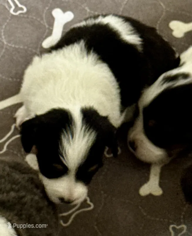 Taylor – Pembroke Welsh Corgi puppy for sale in Decatur, IL