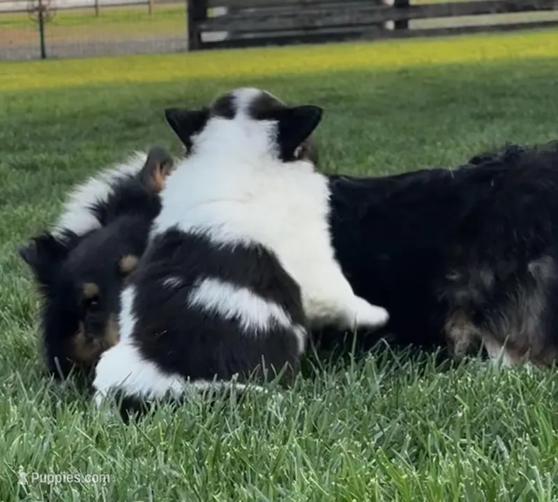 Taylor – Pembroke Welsh Corgi puppy for sale in Decatur, IL