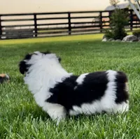 Taylor fluffy , a female Pembroke Welsh Corgi for sale in Decatur, IL – Photo 2 of 3