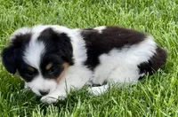 Taylor fluffy , a female Pembroke Welsh Corgi for sale in Decatur, IL – Photo 3 of 3