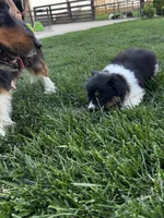 Lulu fluffy , a female Pembroke Welsh Corgi for sale in Decatur, IL – 2 of 3