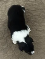 Lulu fluffy , a female Pembroke Welsh Corgi for sale in Decatur, IL – Photo 2 of 2