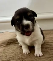 Lulu fluffy , a female Pembroke Welsh Corgi for sale in Decatur, IL – Photo 1 of 2