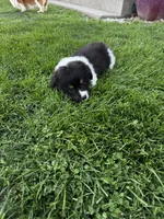 Lulu fluffy , a female Pembroke Welsh Corgi for sale in Decatur, IL – 3 of 3