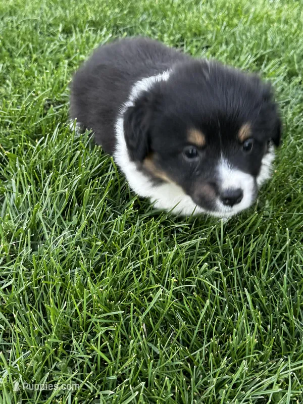 Lulu fluffy  – Pembroke Welsh Corgi puppy for sale in Decatur, IL