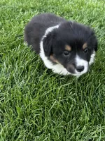 Lulu fluffy , a female Pembroke Welsh Corgi for sale in Decatur, IL – 1 of 3