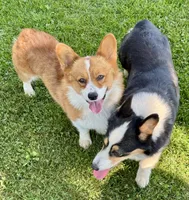 Beth, a female Pembroke Welsh Corgi for sale in Decatur, IL – 4 of 7