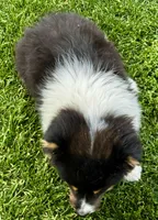 Lulu fluffy , a female Pembroke Welsh Corgi for sale in Decatur, IL – 3 of 5