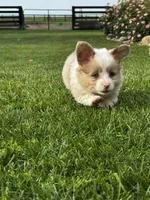 Fluffy Kramer, a male Pembroke Welsh Corgi for sale in Decatur, IL – 5 of 8
