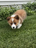 Prime, a male Pembroke Welsh Corgi for sale in Decatur, IL – 4 of 5