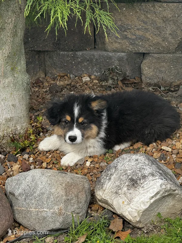Max fluffy  – Pembroke Welsh Corgi puppy for sale in Decatur, IL