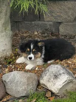 Max fluffy , a female Pembroke Welsh Corgi for sale in Decatur, IL – 1 of 3