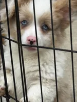 Fluffy Kramer, a male Cardigan Welsh Corgi and Pembroke Welsh Corgi for sale in Decatur, IL – 5 of 9