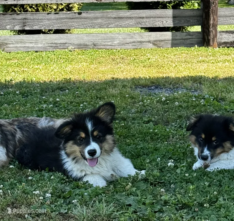 Lulu fluffy  – Pembroke Welsh Corgi puppy for sale in Decatur, IL