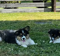 Lulu fluffy , a female Pembroke Welsh Corgi for sale in Decatur, IL – 1 of 5