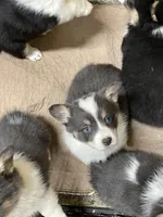 Waffles, a female Pembroke Welsh Corgi for sale in Decatur, IL – Photo 7 of 9