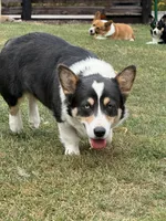 Waffles, a female Pembroke Welsh Corgi for sale in Decatur, IL – Photo 4 of 9