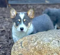 Waffles, a female Pembroke Welsh Corgi for sale in Decatur, IL – Photo 3 of 9